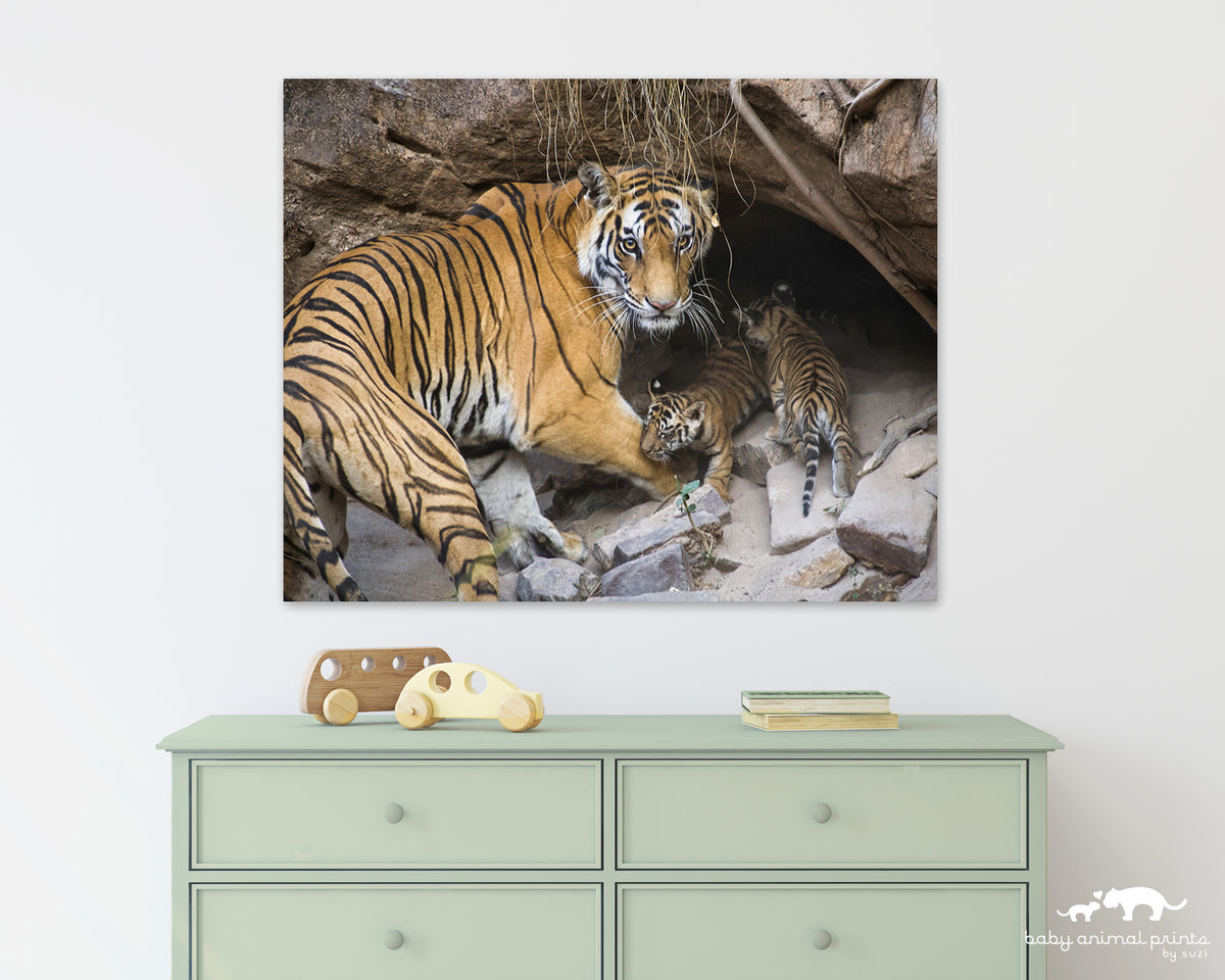 Tiger Mom and Cubs in Den Photo – Baby Animal Prints by Suzi