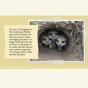 Children's Book, A Meerkat Diary (Pre-Order)