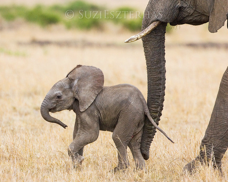 baby elephant printable