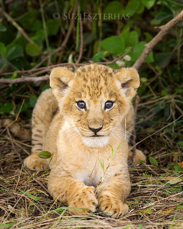 baby lion pictures