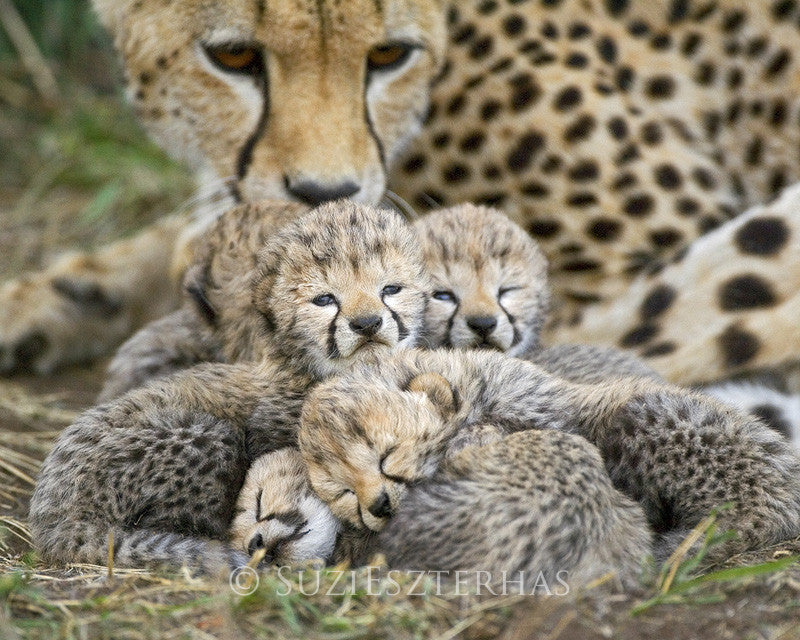 newborn baby cheetahs