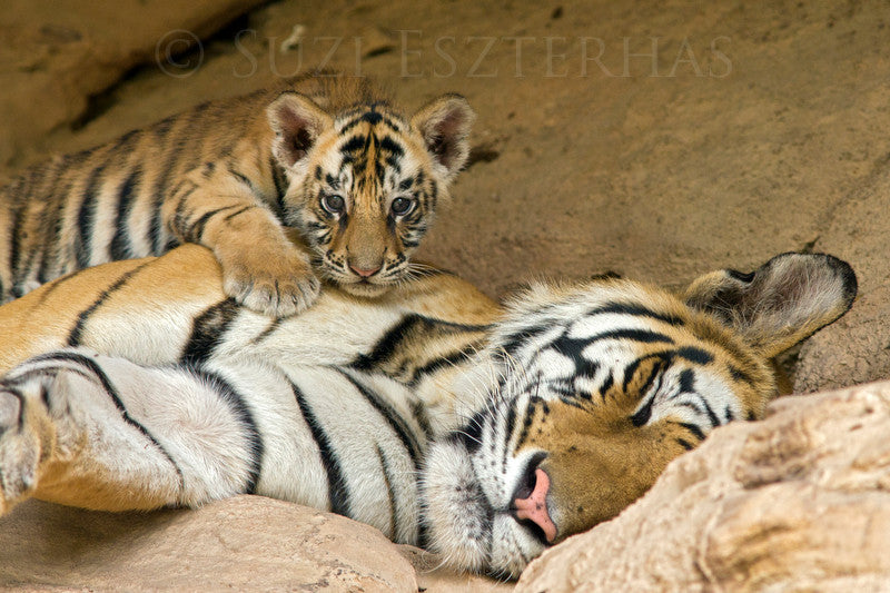 Sleepy Mom and Baby Tiger Photo – Baby Animal Prints by Suzi