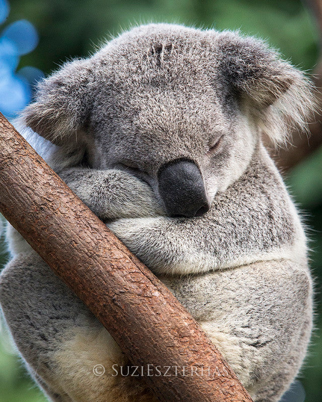 https://www.babyanimalprints.com/cdn/shop/products/cute-koala-sleeping_640x.JPG?v=1610674921