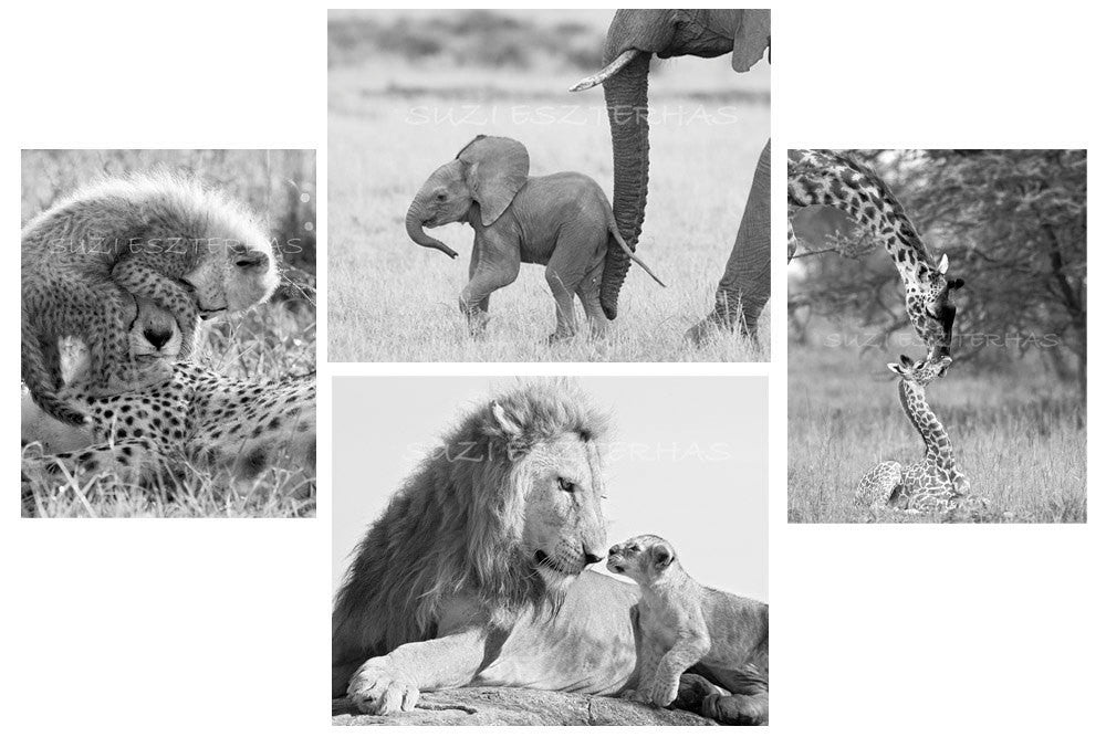 mother and baby animals in black and white