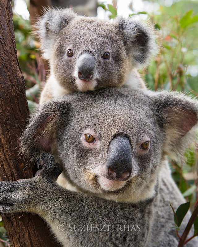 Koala and Her Baby Canvas Picture Print. A Choice of Sizes 