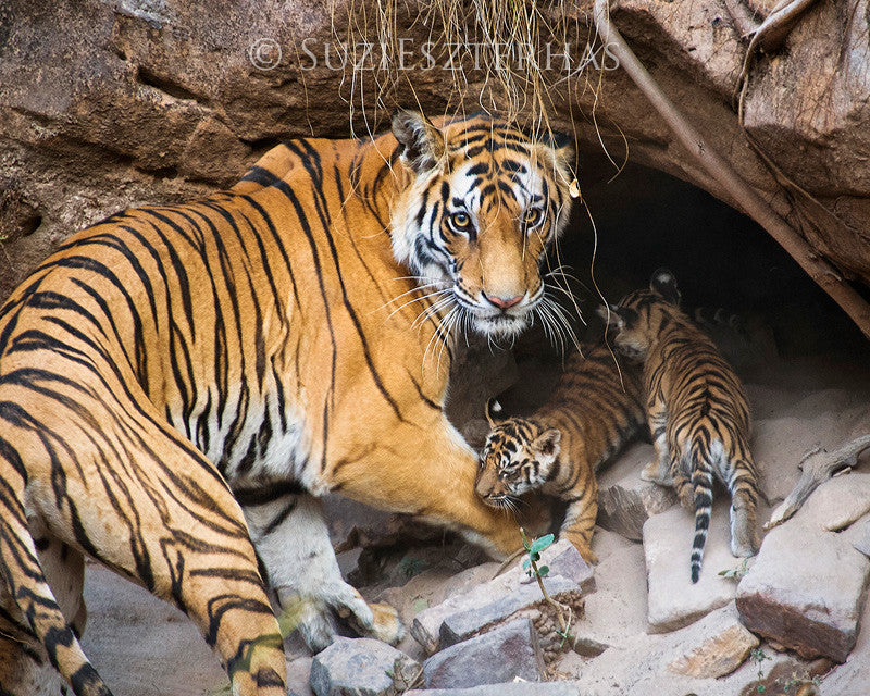 4,223 Tiger Mother Images, Stock Photos, 3D objects, & Vectors